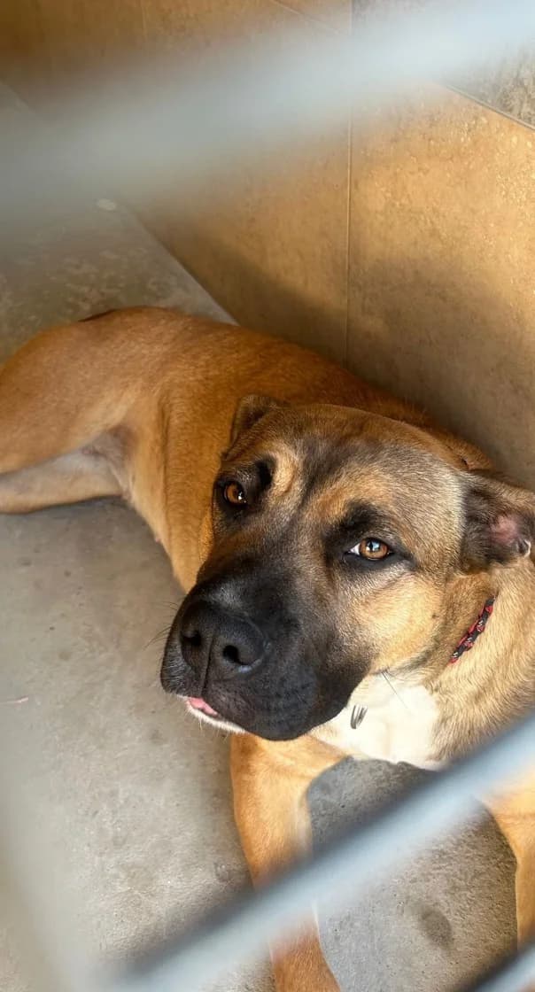 Lovely Lily, Caramel and Dark Brown female Staffordshire Bull Terrier for adoption at SCAN Costa Blanca