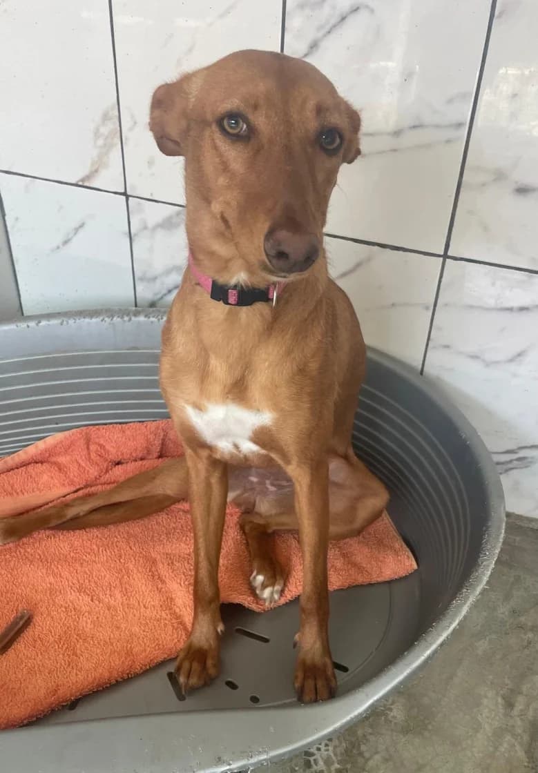 Marina, Brown female young Podenco for adoption at SCAN Costa Blanca