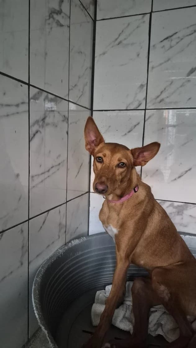 Marina, Brown female young Podenco for adoption at SCAN Costa Blanca