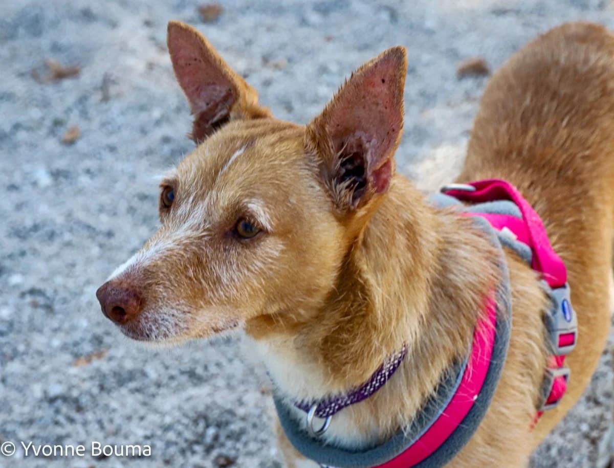 Meet Fritz, Tan and White male 4yo mixed breed for adoption at SCAN Costa Blanca