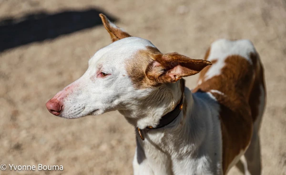 Mina, White Short Haired female 5yo Podenco for adoption at SCAN Costa Blanca