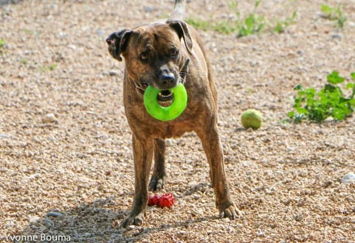 RICKY 46/15, Brindle male Pit Bull Terrier for adoption at SCAN Costa Blanca