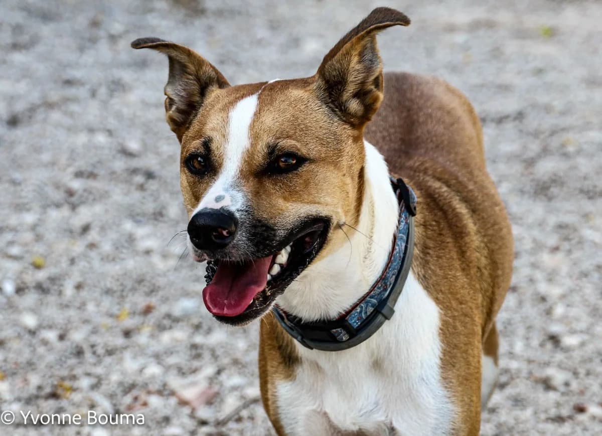 Sam, Brown and White male young Mixed Breed for adoption at SCAN Costa Blanca