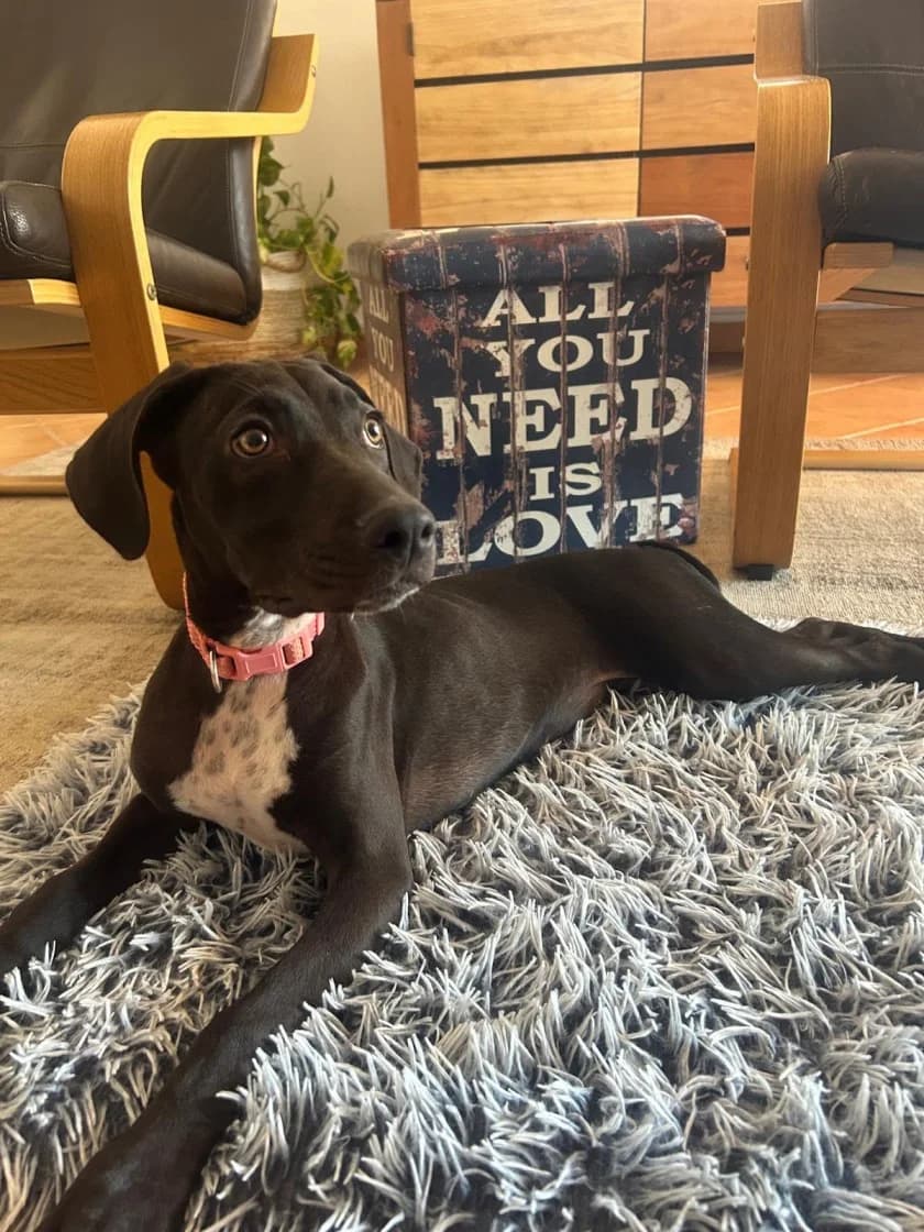 Suki, Black and white female puppy Mixed Breed for adoption at SCAN Costa Blanca