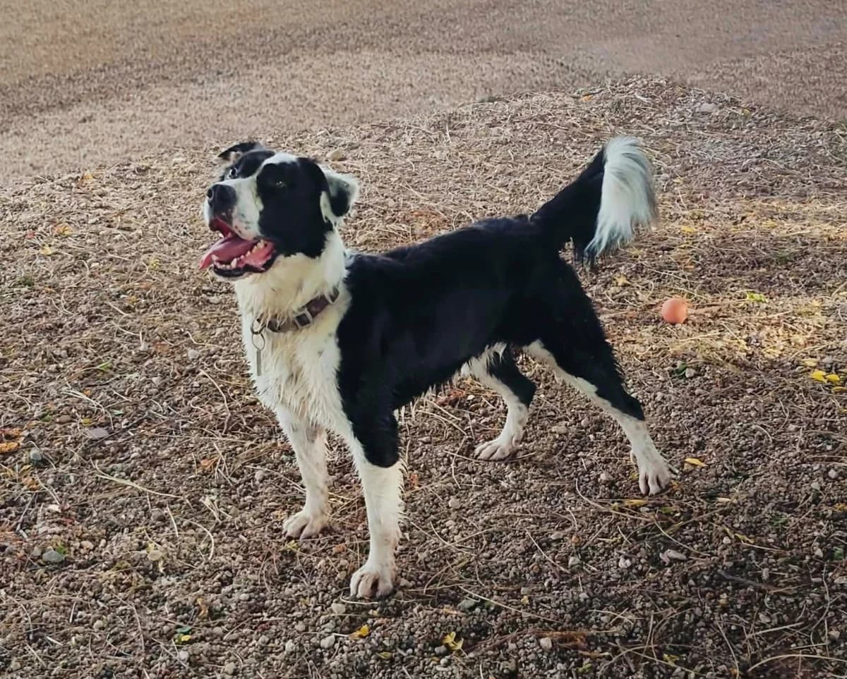 Timmy, BLACK AND WHITE male 3yo Collie for adoption at SCAN Costa Blanca