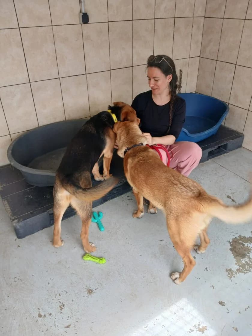 Toni And Fonsi, Brown and Tan male Mixed Breed for adoption at SCAN Costa Blanca