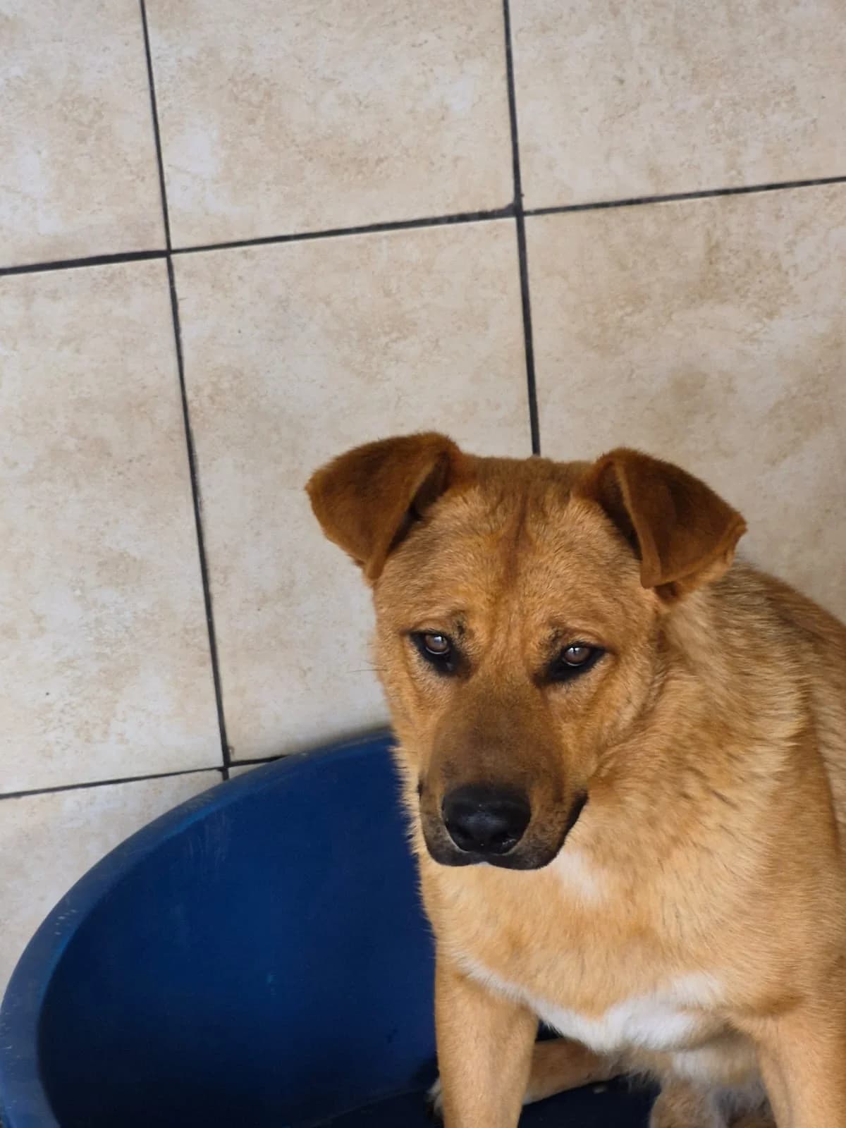Fonsi, Brown male young Mixed Breed for adoption at SCAN Costa Blanca