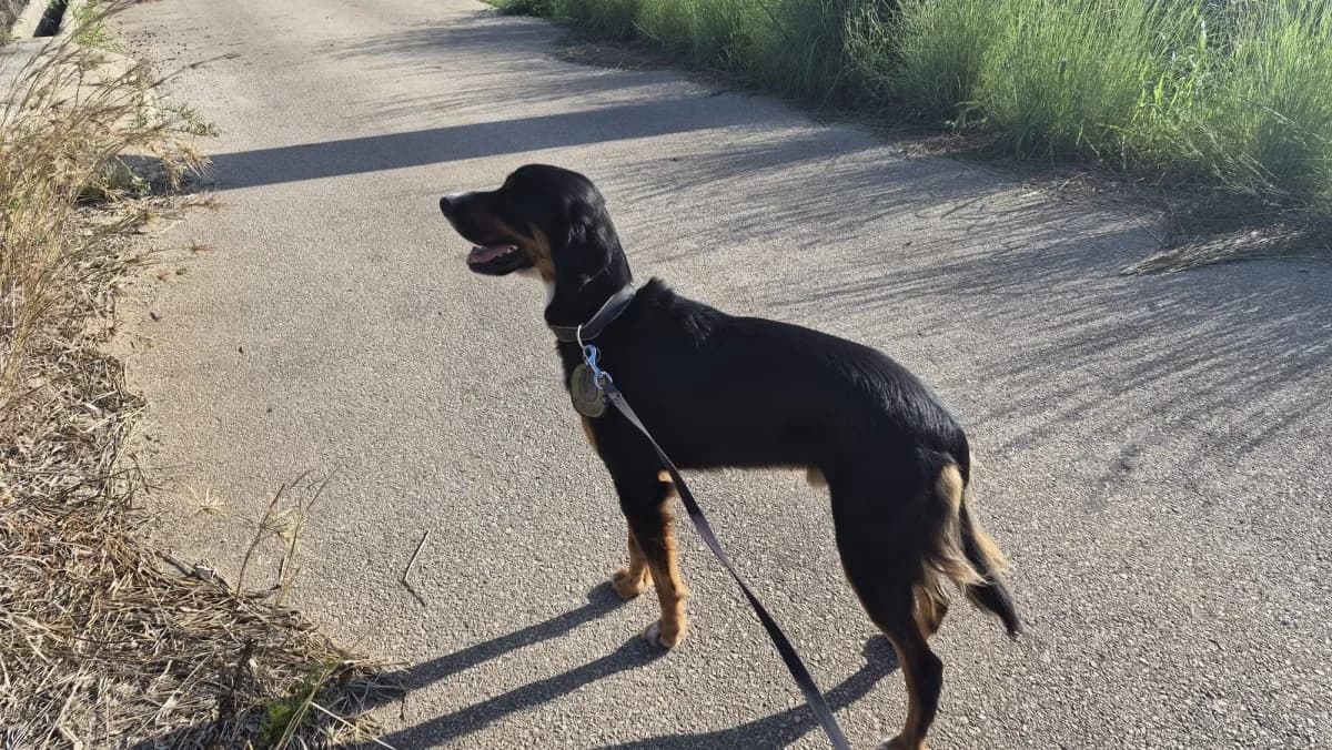 Tylon, Tri Colour. Black Caramel and White male 6yo mixed breed for adoption at SCAN Costa Blanca