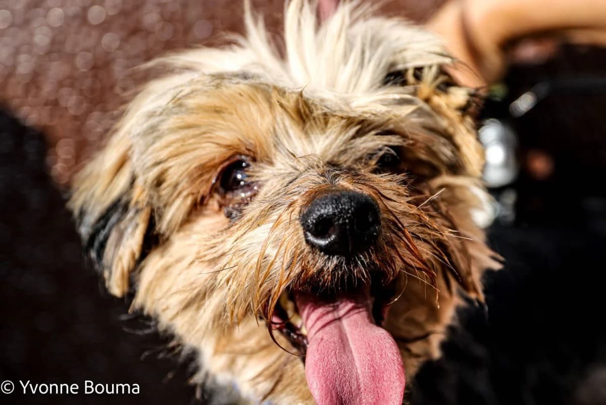 Wickie, Black and Tan male senior Mixed Breed for adoption at SCAN Costa Blanca