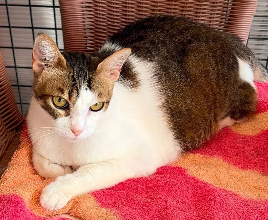 Annika, female 3yo Mixed Breed for adoption at SOS Animal Mallorca