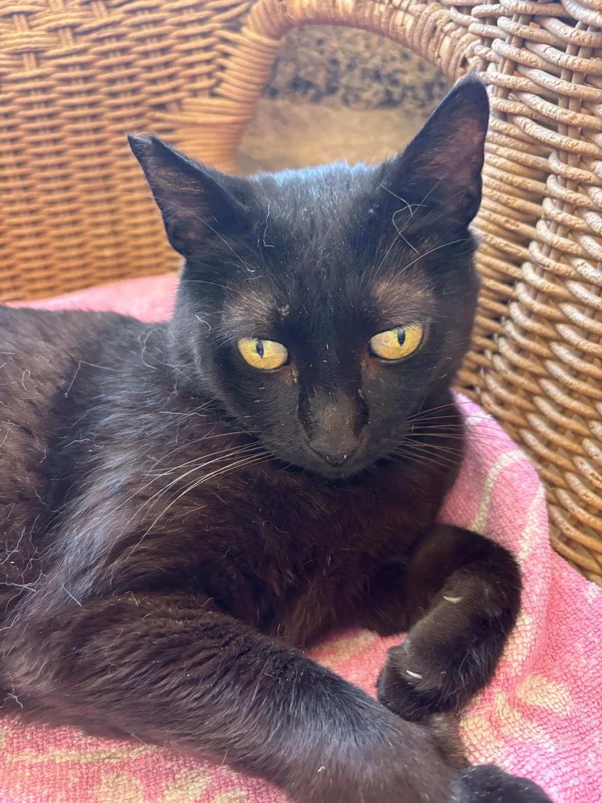 Bagheera, male Mixed Breed for adoption at SOS Animal Mallorca