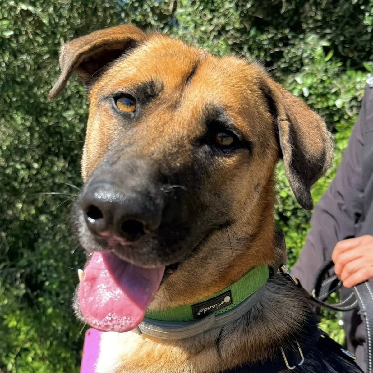 Our Bailey, male puppy Mixed Breed for adoption at SOS Animal Mallorca
