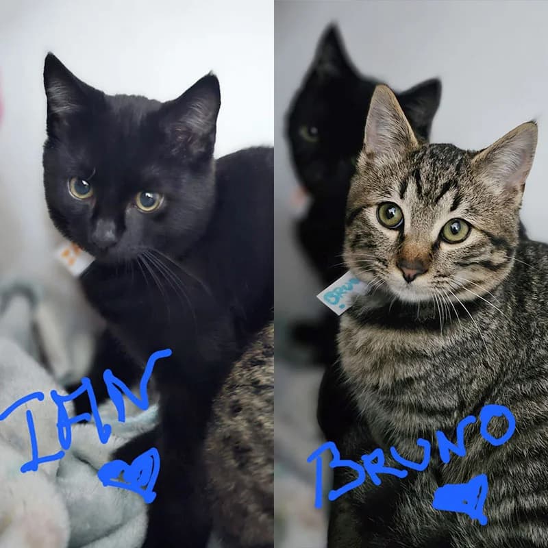 Bruno & Oan, male puppy Mixed Breed for adoption at SOS Animal Mallorca