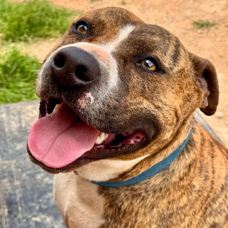 Candem, male Mixed Breed for adoption at SOS Animal Mallorca