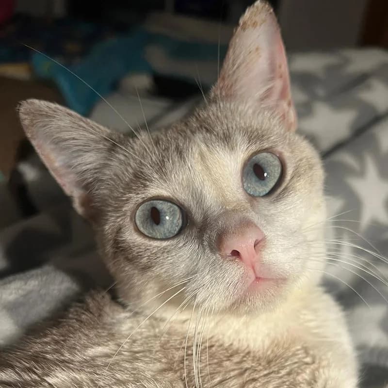 Carrie, female young Siamese for adoption at SOS Animal Mallorca