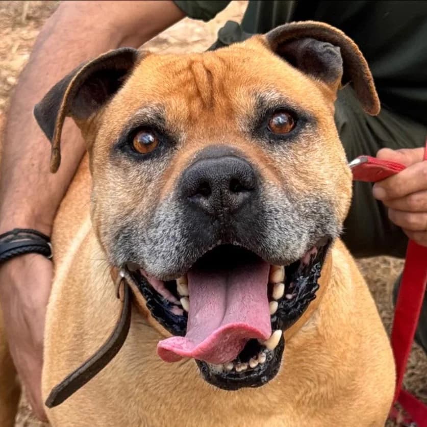 Danko, male Mixed Breed for adoption at SOS Animal Mallorca