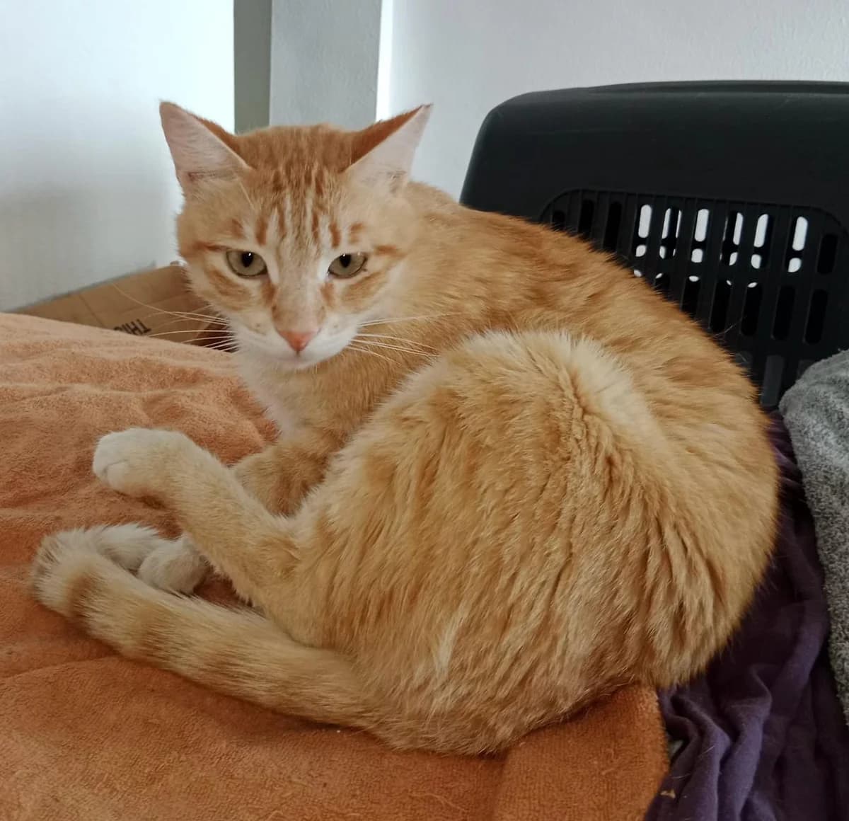 Dennis, male puppy Mixed Breed for adoption at SOS Animal Mallorca