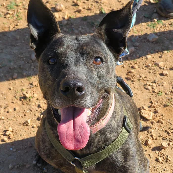 Drako, male 5yo Mixed Breed for adoption at SOS Animal Mallorca