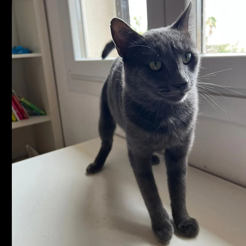 Dusty, male puppy Mixed Breed for adoption at SOS Animal Mallorca