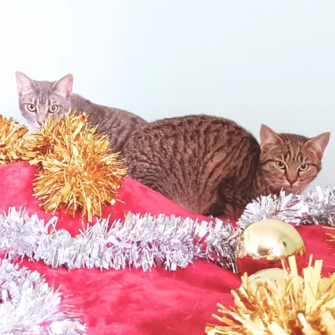 Emmy & Sasha, female puppy Mixed Breed for adoption at SOS Animal Mallorca