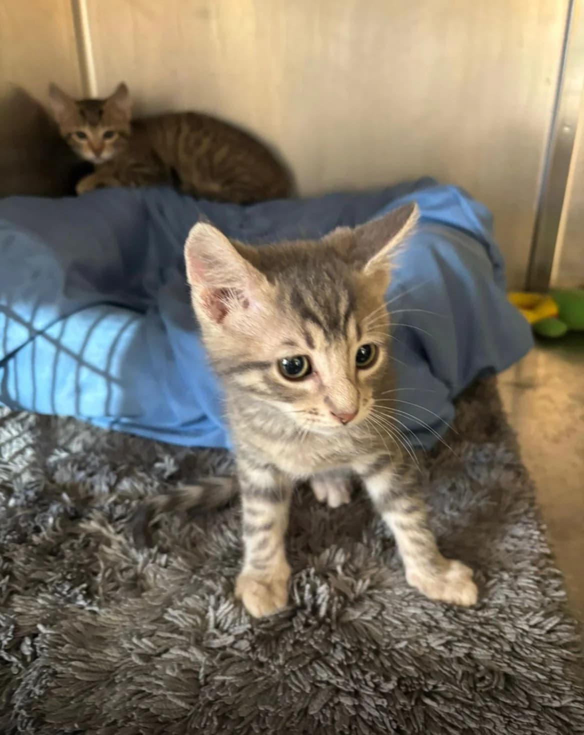 Erwan & Nali & Merilyn, female puppy Mixed Breed for adoption at SOS Animal Mallorca