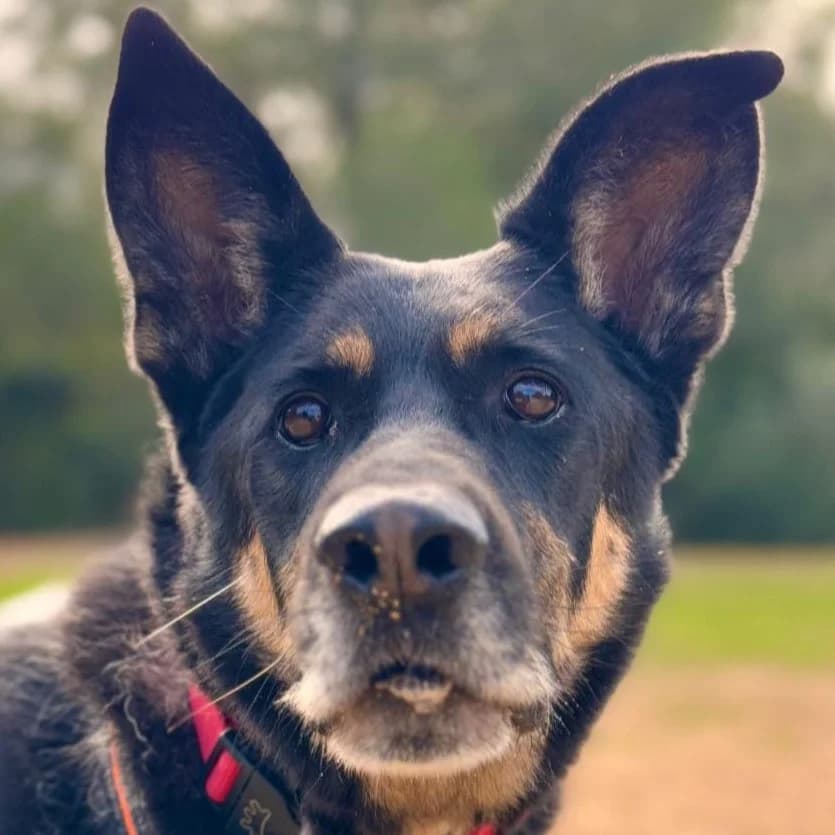 Pedrin, male Mixed Breed for adoption at SOS Animal Mallorca