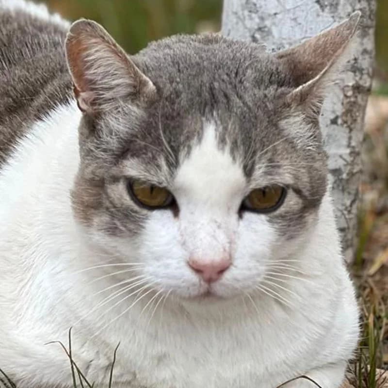 Peluchin, male 4yo Mixed Breed for adoption at SOS Animal Mallorca