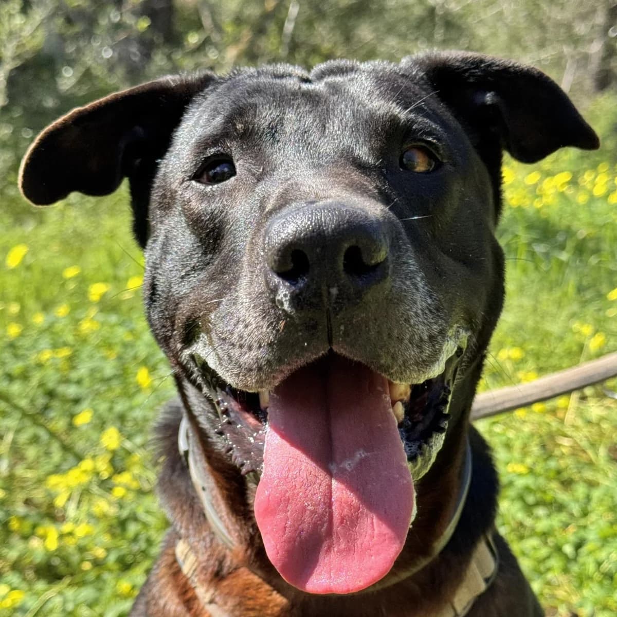 Pirata, female senior Mixed Breed for adoption at SOS Animal Mallorca