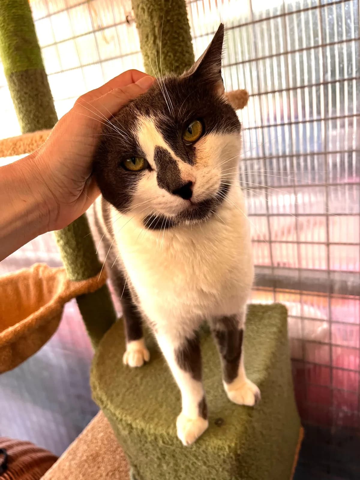 Pirata, 4yo Mixed Breed for adoption at SOS Animal Mallorca