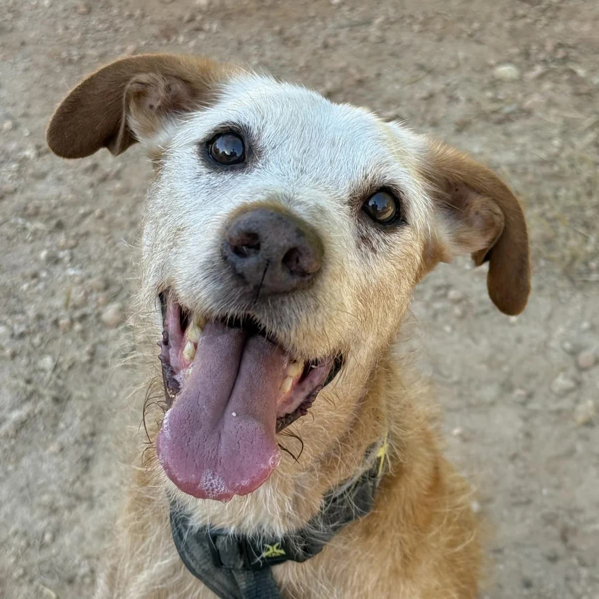 Poldi, male senior Mixed Breed for adoption at SOS Animal Mallorca
