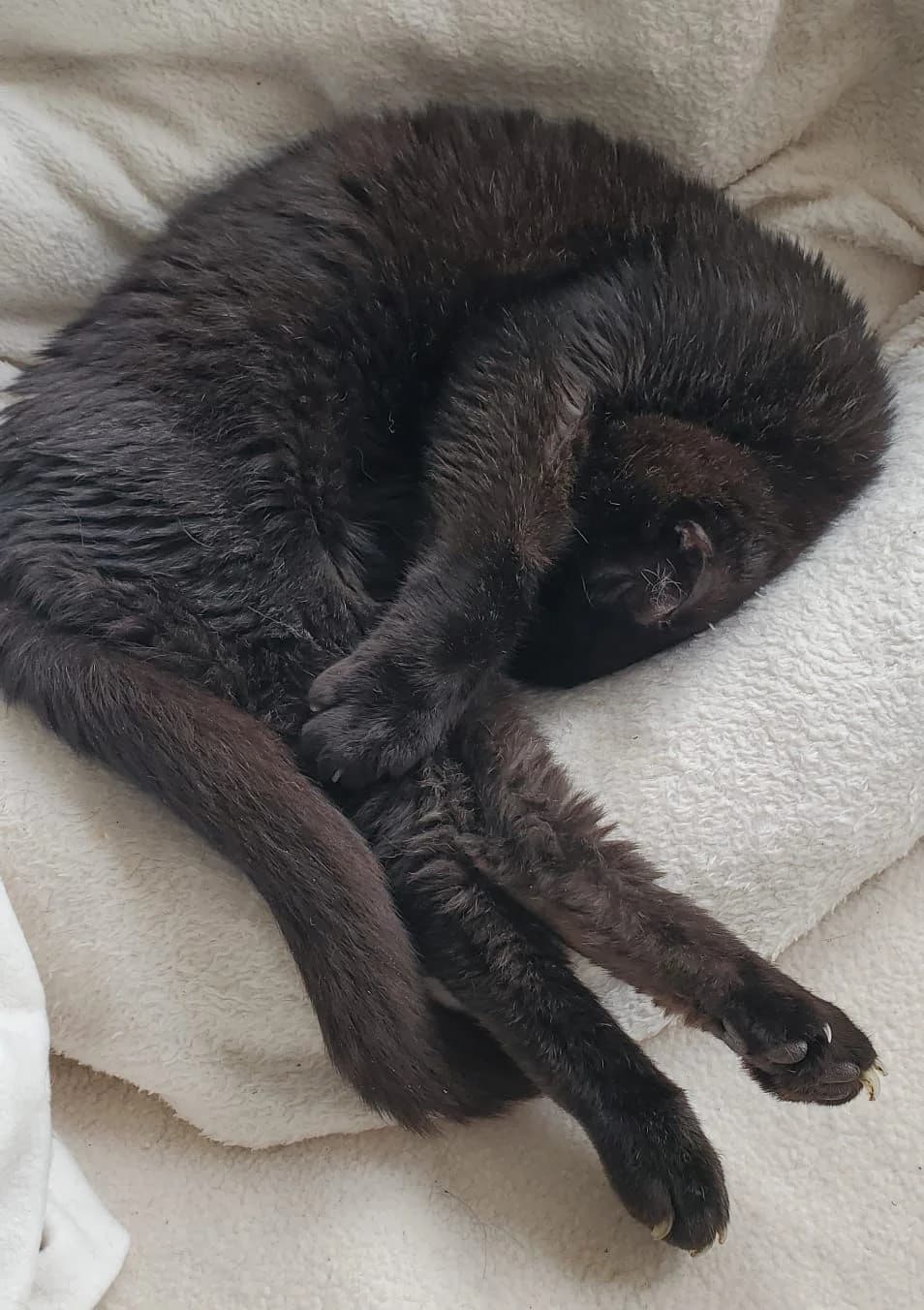 Popeye, female Mixed Breed for adoption at SOS Animal Mallorca