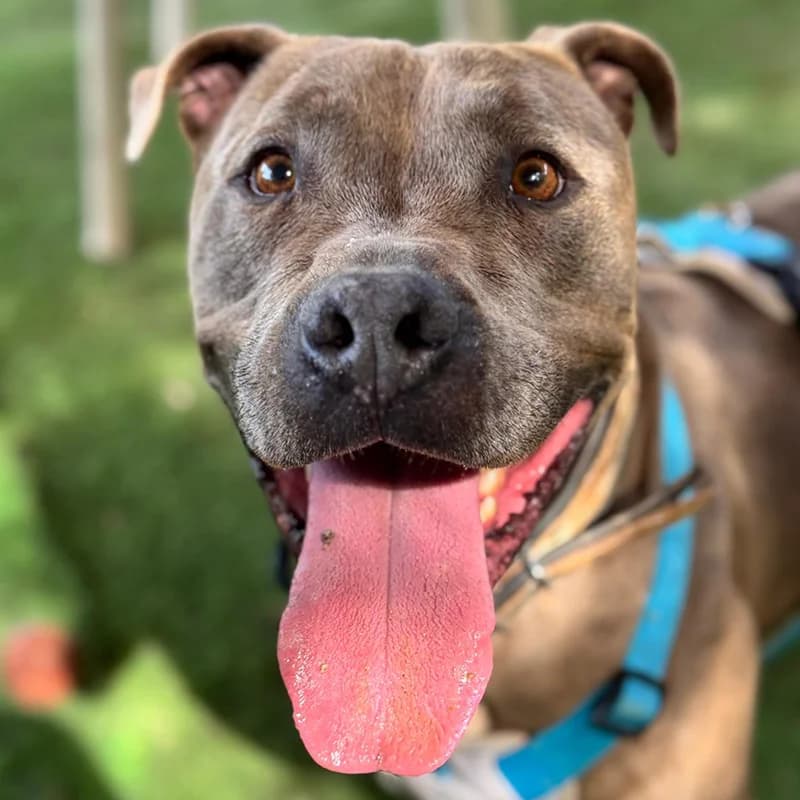 Rocky, male puppy Mixed Breed for adoption at SOS Animal Mallorca