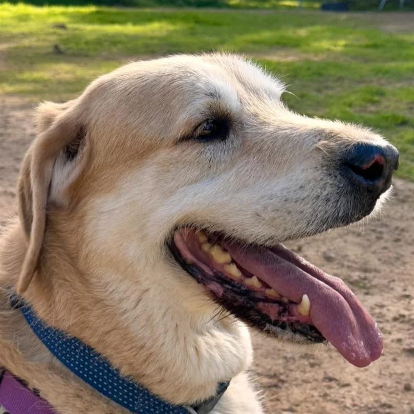 Rusty, male senior Mixed Breed for adoption at SOS Animal Mallorca