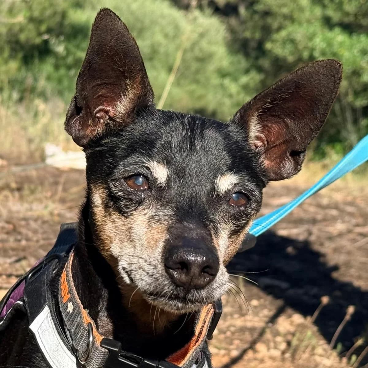 Sasha, male senior Mixed Breed for adoption at SOS Animal Mallorca