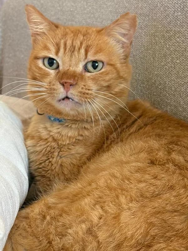 Spike, male 6yo Mixed Breed for adoption at SOS Animal Mallorca