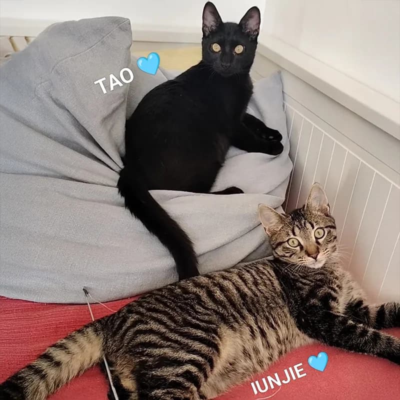 Tao & Junjie, male Mixed Breed for adoption at SOS Animal Mallorca