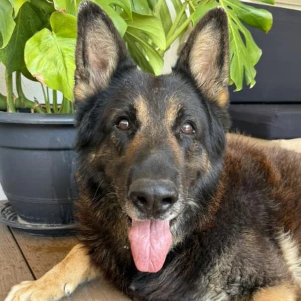 Tayson, male Mixed Breed for adoption at SOS Animal Mallorca