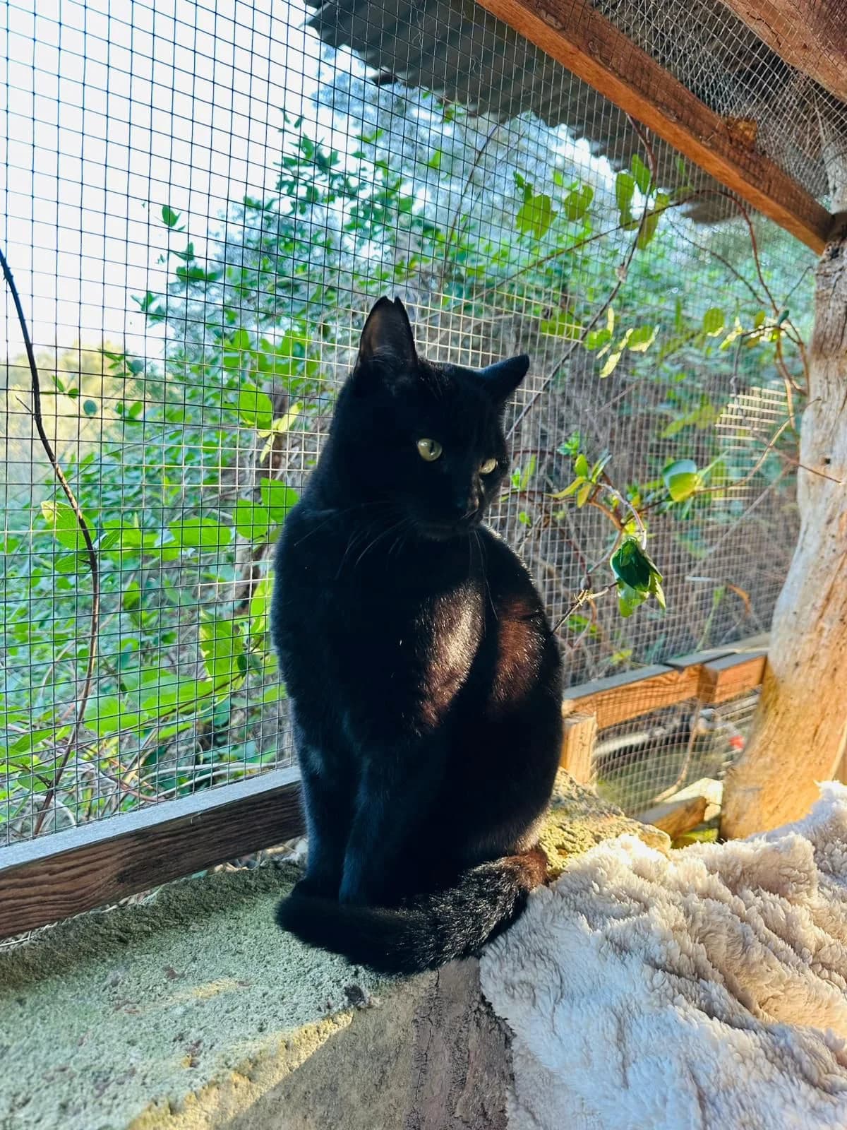 Tom & CarbΓ³n, male 5yo Mixed Breed for adoption at SOS Animal Mallorca