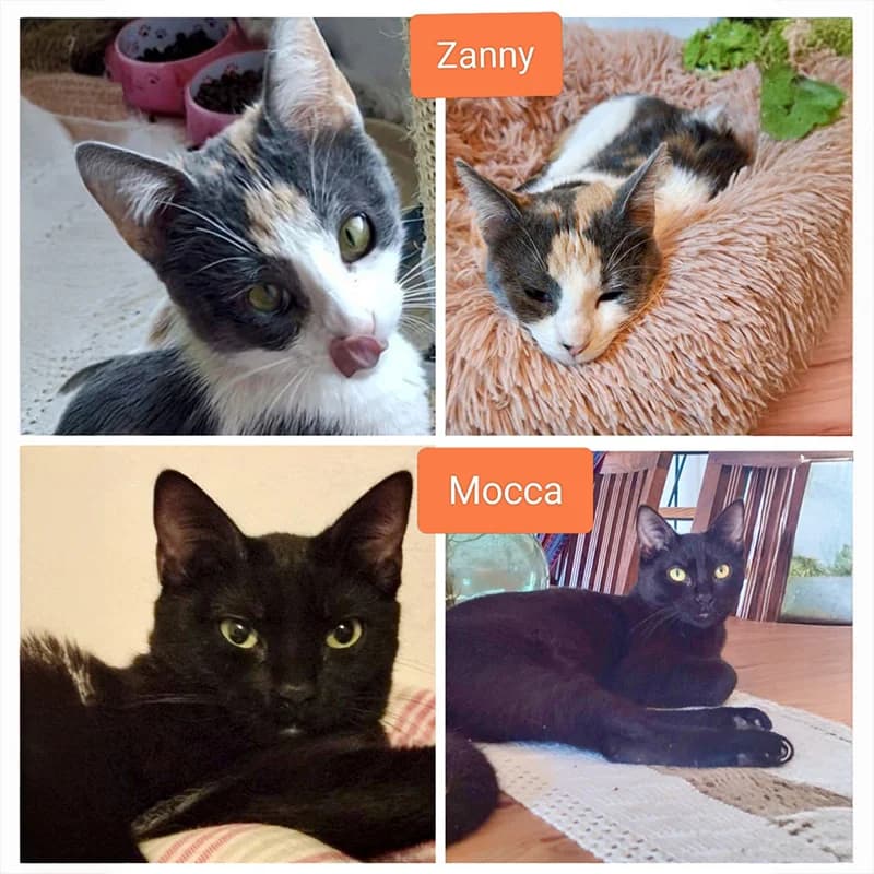 Zanny & Mocca, female puppy Mixed Breed for adoption at SOS Animal Mallorca