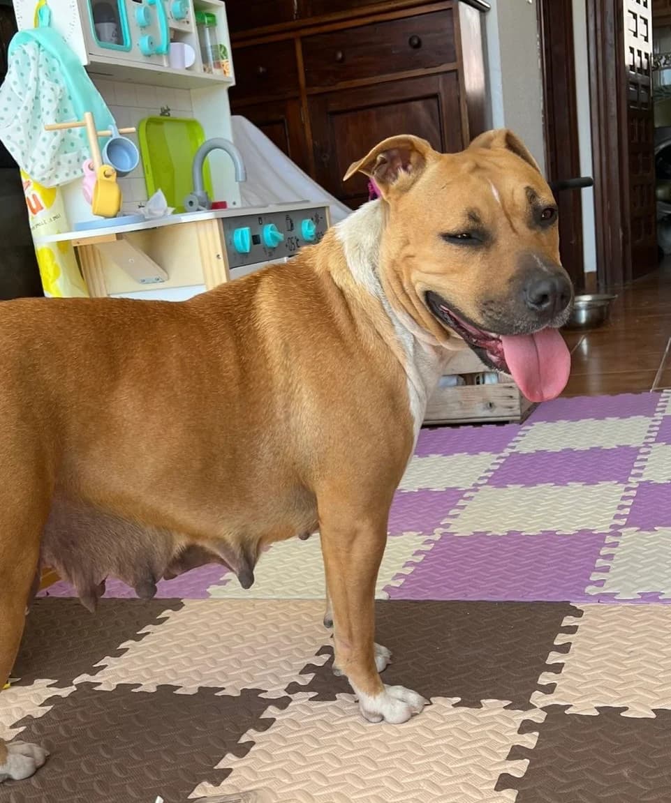 Lucie - bully, female Staffordshire Bull Terrier for adoption at Sos Animales SalobreΓ±a, Granada