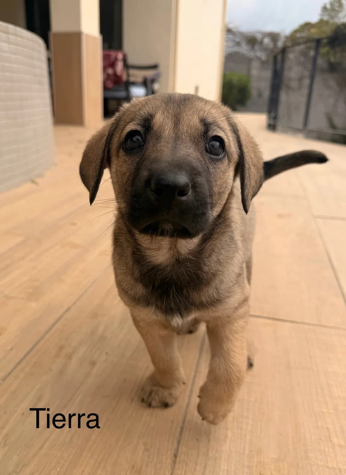 Tierra (vega), female mixed breed for adoption at Sos Animales Salobreña, Granada