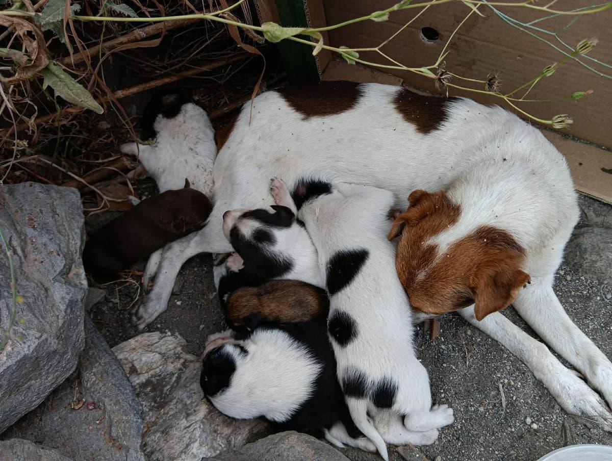Lactante Brooke 3, male mixed breed for adoption at Sos Animales Salobreña, Granada
