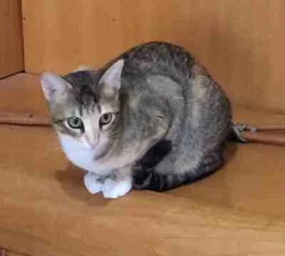 VILMA APADRINADA, female puppy Mixed Breed for adoption at SOS Felina Felinae, Madrid