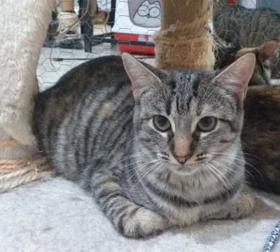 JANA, female puppy Mixed Breed for adoption at SOS Felina Felinae, Madrid