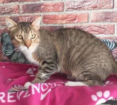 SANCHO, male puppy Mixed Breed for adoption at SOS Felina Felinae, Madrid
