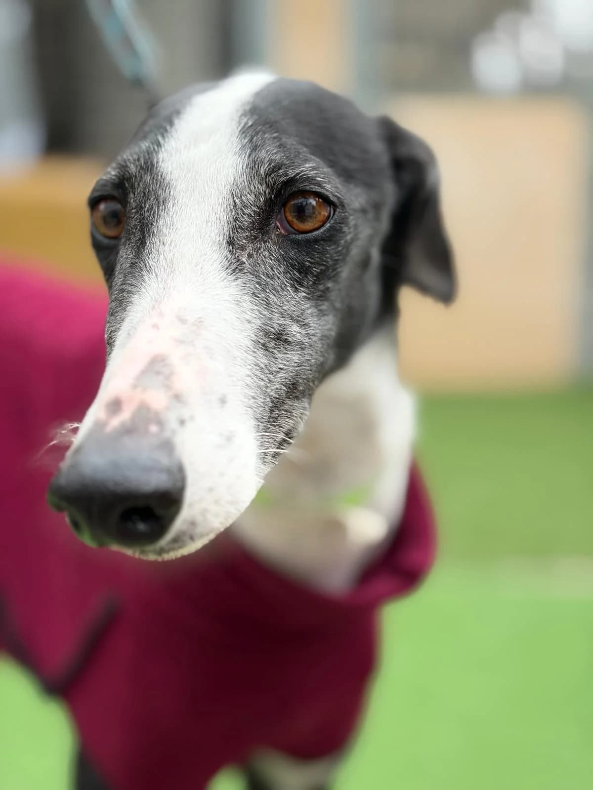 (gi)Tana, male Galgo Español for adoption at Barcelona), Sos Galgos