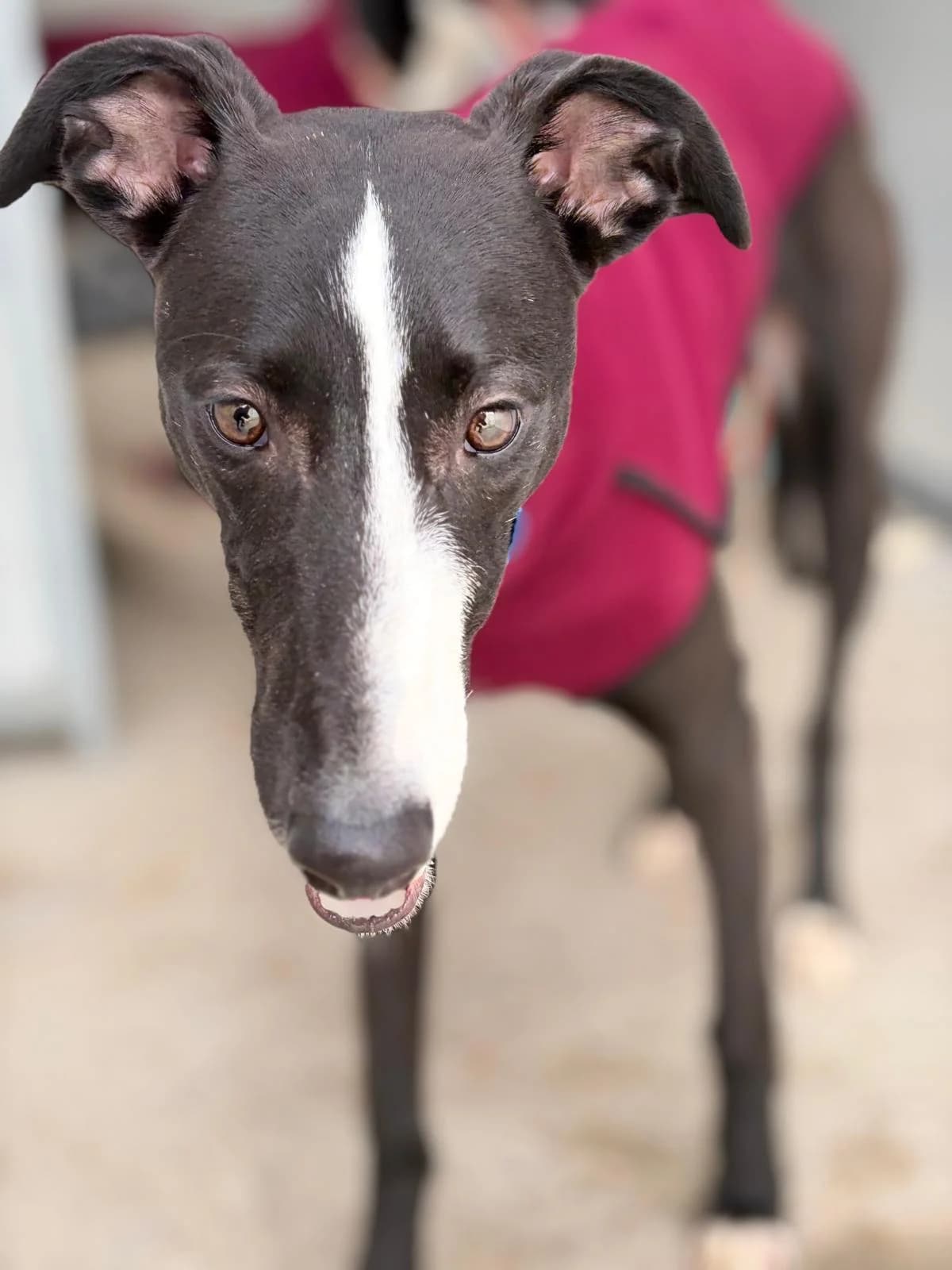 Benito, male Galgo Español for adoption at Barcelona), Sos Galgos
