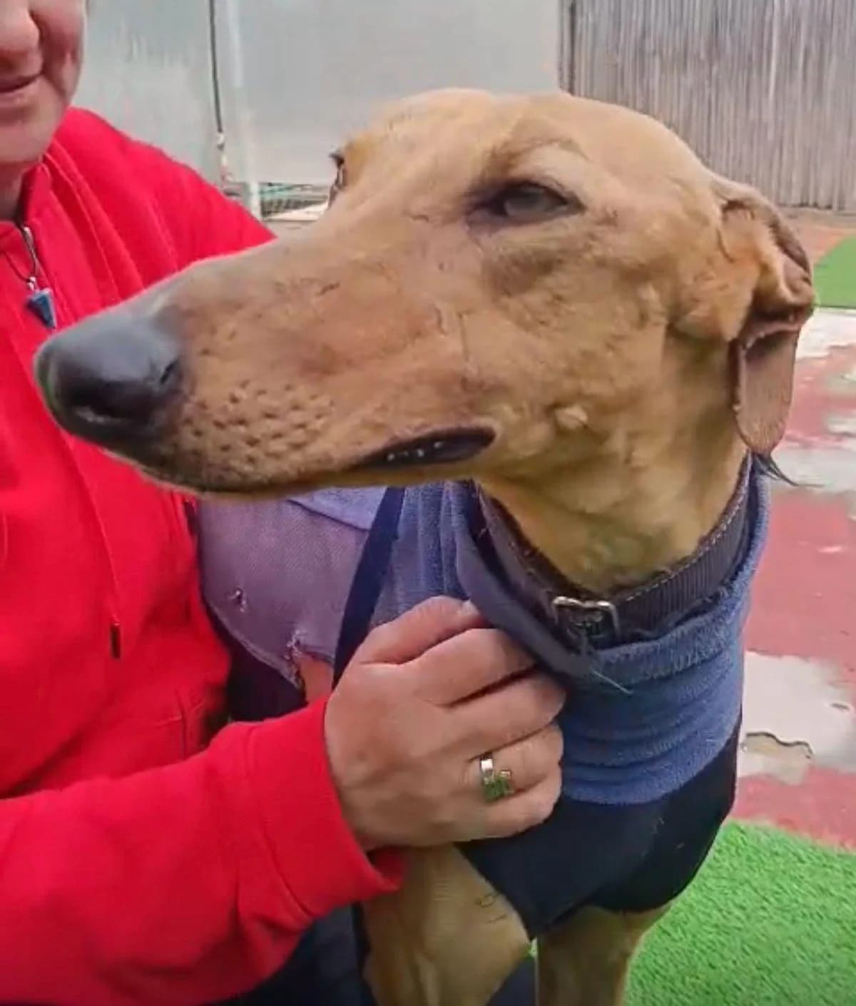 Cameron1, male Galgo Español for adoption at Barcelona), Sos Galgos