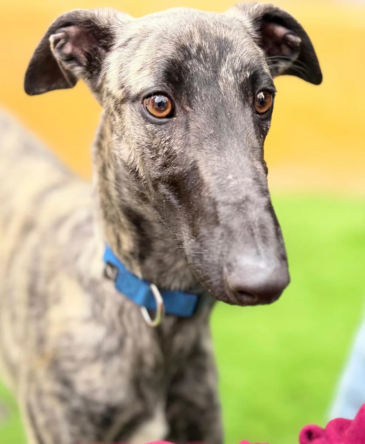 Capri1, male Galgo Español for adoption at Barcelona), Sos Galgos