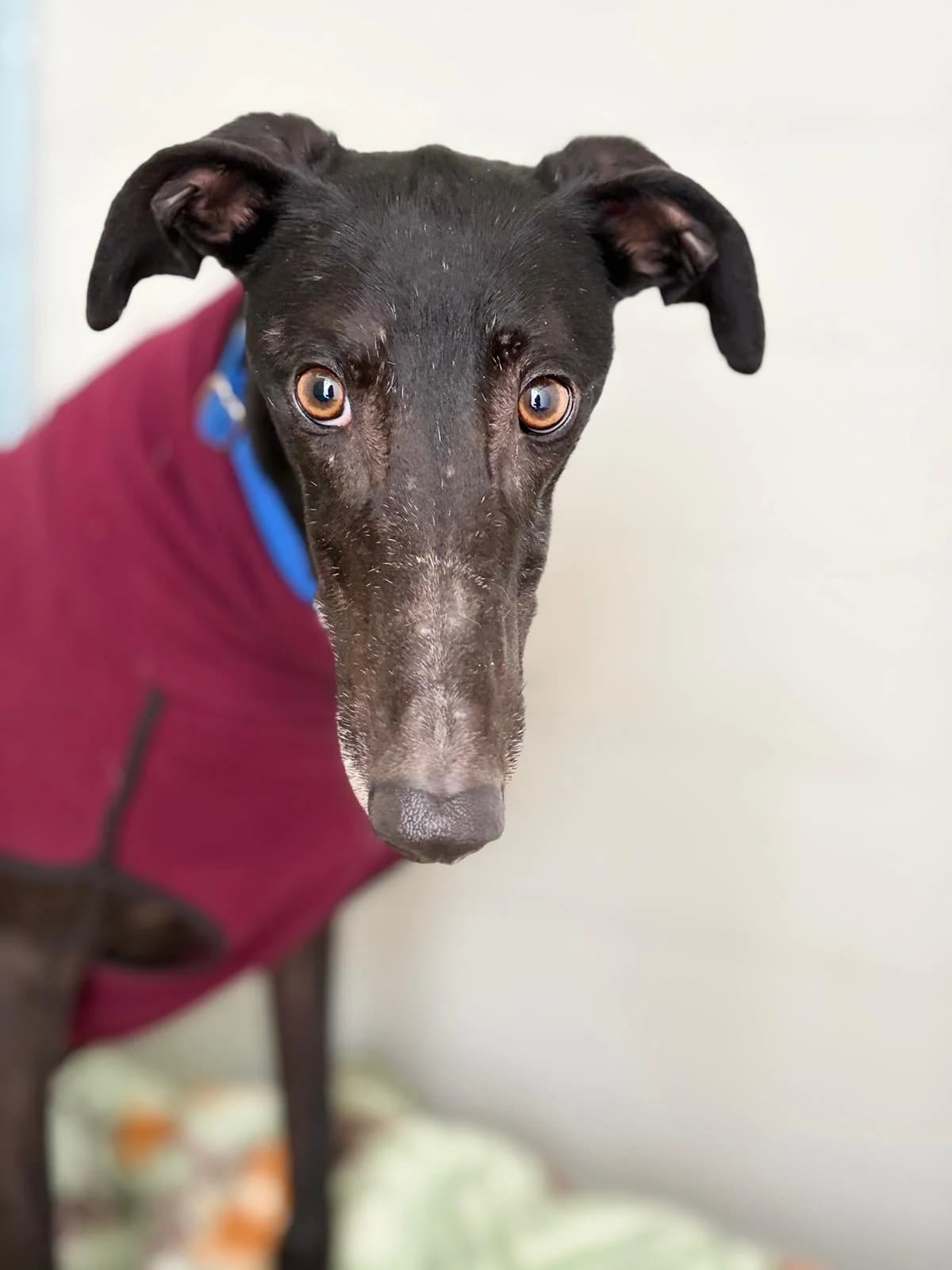 Chenel, male Galgo Español for adoption at Barcelona), Sos Galgos